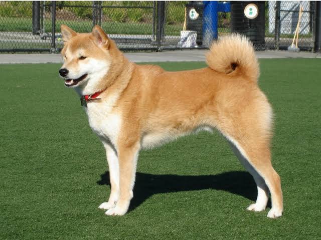 Shiba Inu Dog Breed Price Today