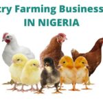 Poultry Farming Business Plan image